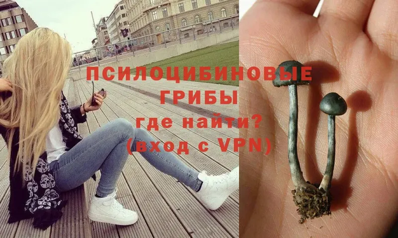 Псилоцибиновые грибы Psilocybe  Верхняя Тура 